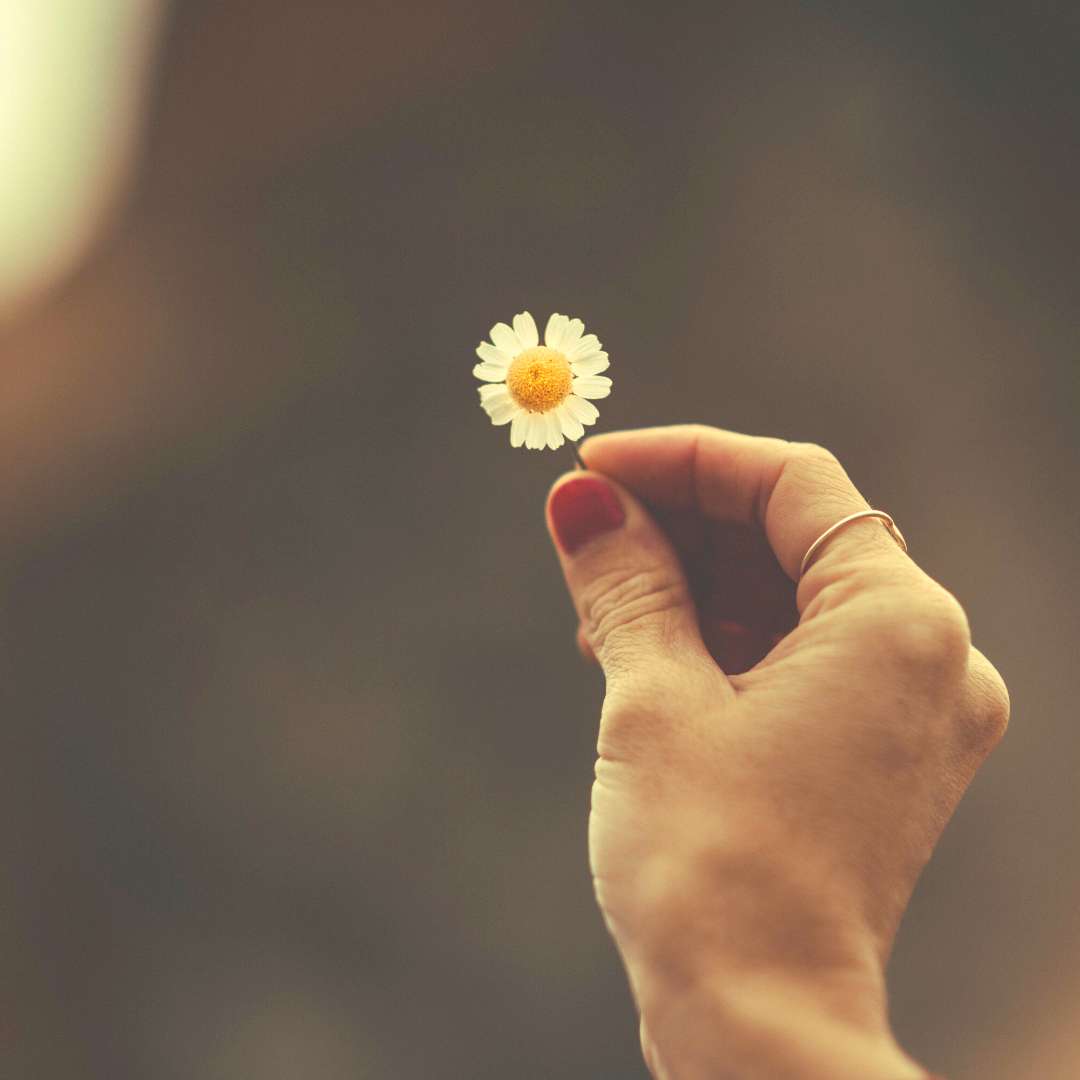 A woman's hands holding a flower, symbolizing the act of giving and receiving